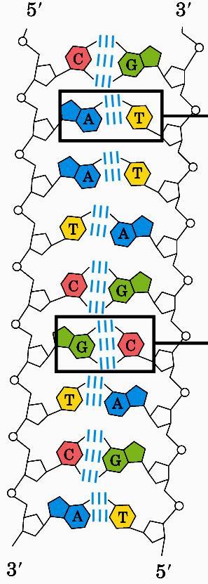 Nucleotídeos: pares de base Adenina N HC N C1 Guanina N HC N C1 2.8 Å H H N 3.0 Å C C H N C C N H 2.9 Å O C C N C C N CH 3 O C C C 11.