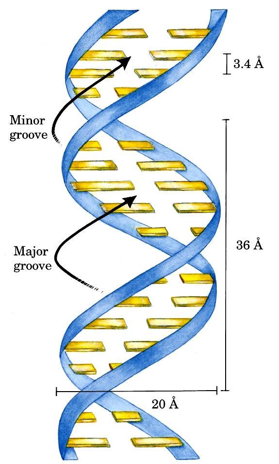 DNA: Modelo