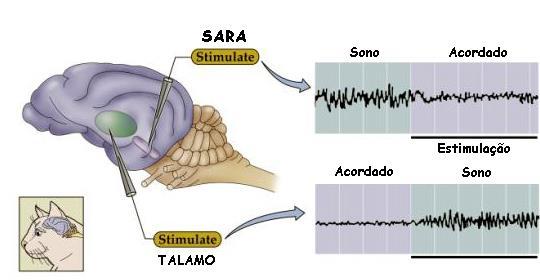 Interação entre o Tálamo e o Córtex Frédéric Bremer (1930) Sinais sensoriais são importantes para manutenção da vigília Horace Magoun e Giuseppe