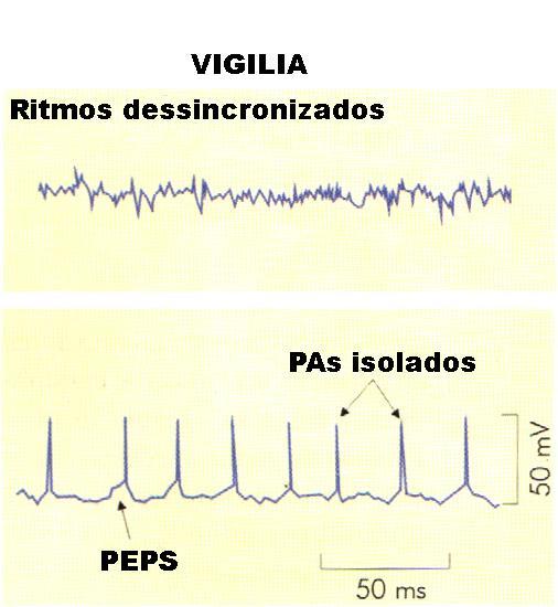 Córtex Os neurônios corticais estão em franca atividade arrítmica; EEG dessincronizado Glu + Vias aferentes A