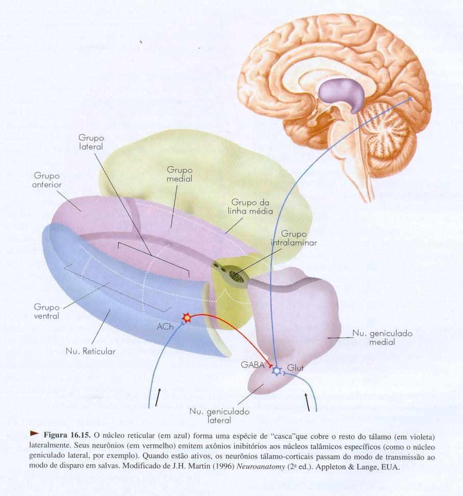 Tálamo: núcleos relés corticais e núcleo reticular do tálamo O núcleo reticular controla o modo de operação dos núcleos relés