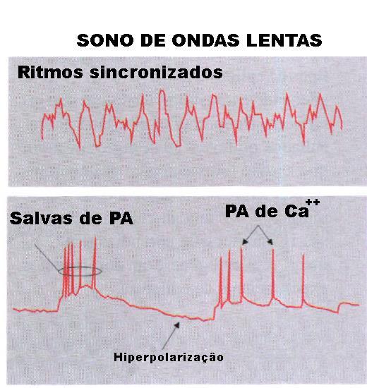 Córtex Os neurônios corticais passam a exibir ritmos sincronizadas.