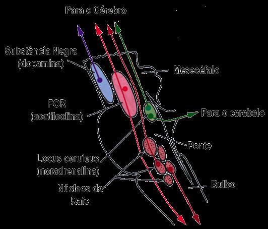 Sistema de Modulação Difuso Características dos neurônios Origem no tronco encefálico; Cada neurônio influencia uma grande quantidade de células pós-sinápticas em