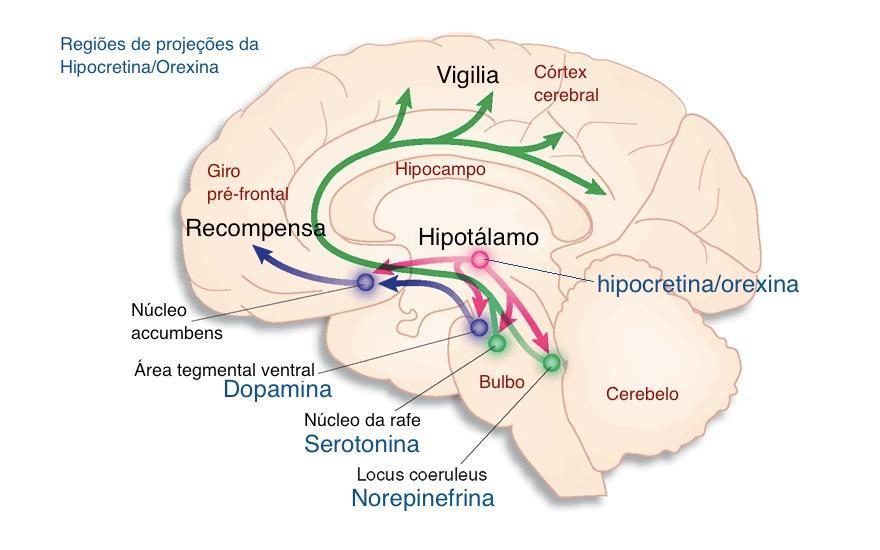 Vigília Vigília Hipocretinas Noradrenalina