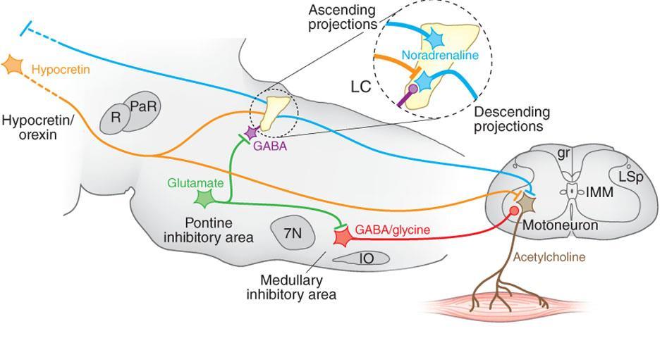 Atonia muscular durante sono REM Esse mesmo sistema colinérgico aciona vias que inibem os neurônios motores