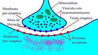 O neurônio biológico A chegada de um trem de pulso no botão sináptico localizado na região terminal do axônio provoca a liberação de transmissores na