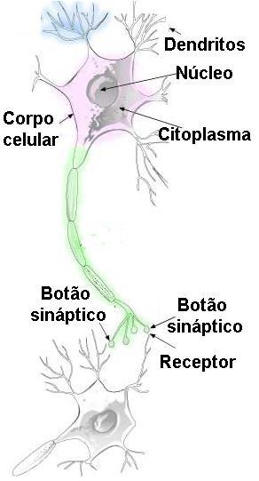 Neurônios podem