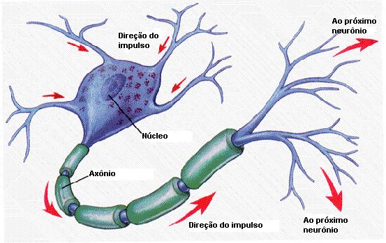 O neurônio biológico O fluxo da informação ocorre
