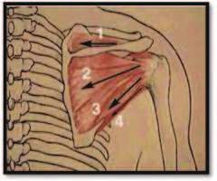 Figura 2 - Ação compressora do MR sobre a cabeça umeral. Fonte: (THE ROTATOR CUFF.