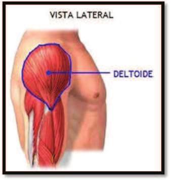 formam: clavicular (de onde se originam se as fibras musculares anteriores), acrominal (origem das fibras musculares externas) e escapular (fixação das fibras musculares posteriores).