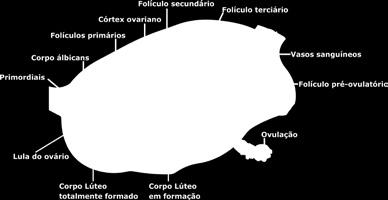 O ovário da vaca contém folículos em diferentes estágios de desenvolvimento que se localizam na sua parte mais externa chamada de córtex ovariano.