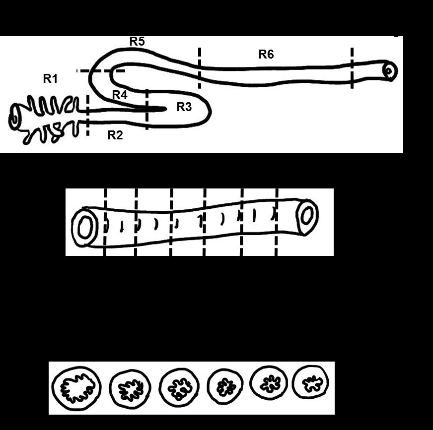 59 Figura 2. A. Representação das regiões intestinais. B. Uma região processada e incluída em resina plástica. As linhas tracejadas indicam a posição das seções seriais (equidistantes).