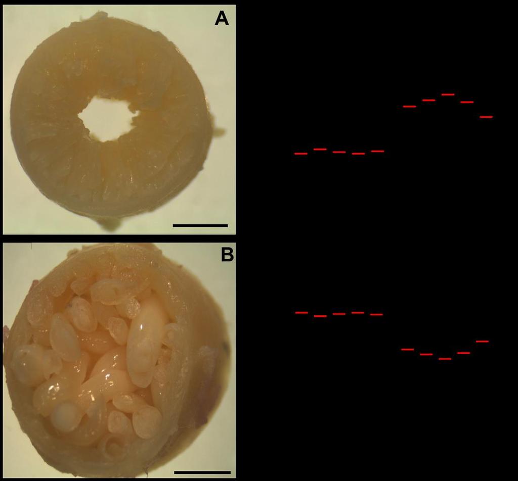 Escala = 1 mm.