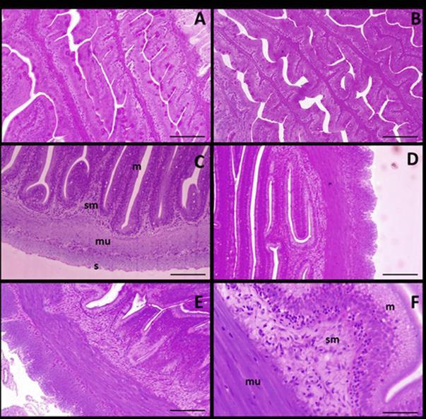 68 Na figura 9 observa-se a morfologia normal do intestino dos animais não parasitados. As quatro camadas que formam o intestino apresentam dimensões e estruturas normais.