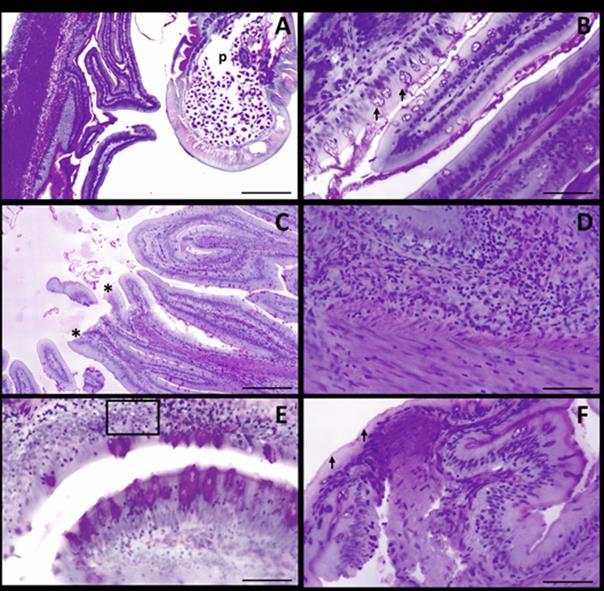 69 A Figura 10 apresenta a morfologia do intestino dos animais parasitados. Várias alterações podem vistas, compressão dos vilos, descamação, proliferação de muco e infiltrados leucocitários.