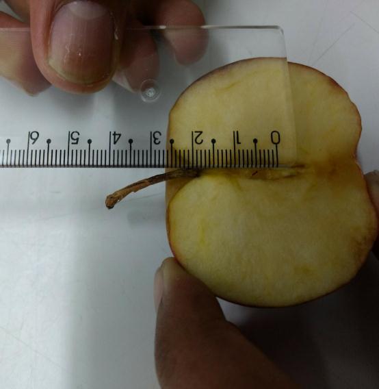 O próximo passo é após cortarmos a maçã ao meio medir (Figura 04) por meio da aproximação de uma elipse os valores de a e b, para isso utilizamos de um barbante e de uma régua e obtivemos os