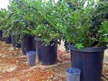 COCO - FRAMBOESA E AMORA Proveniente da desfibração do fruto da planta Cocus Nucifera, origina um substrato fibroso, com boas características de drenagem e arejamento e, com um teor ligeiramente