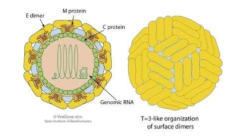 sorotipo Vírus da Dengue: tipos: 1,2,3,4 Vírions esféricos (40-60nm de diâmetro) RNA fita