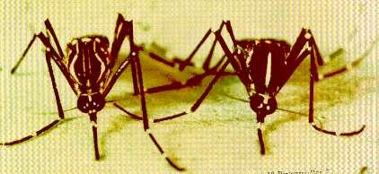 Vetores Hospedeiros Mosquitos do gênero Aedes. Nas Américas, a espécie Aedes aegypti é a responsável pela transmissão do dengue. Aedes albopictus, um importante vetor na Ásia.