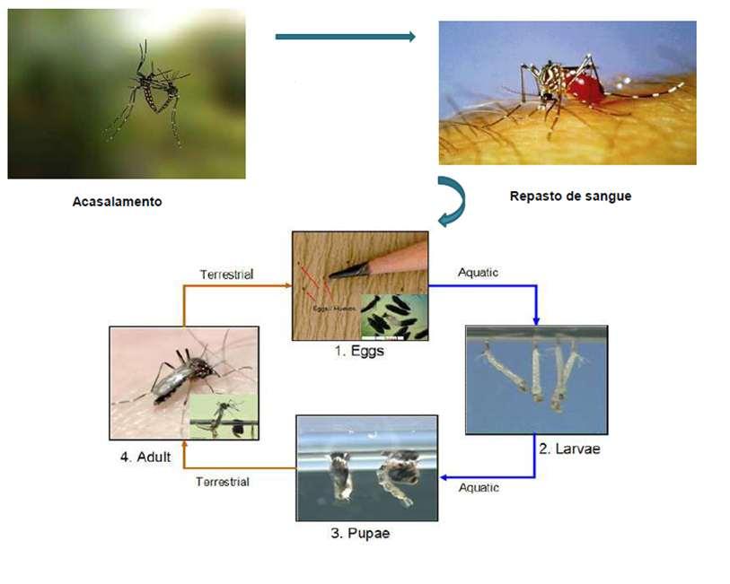 A vida útil do mosquito transmissor é de 45