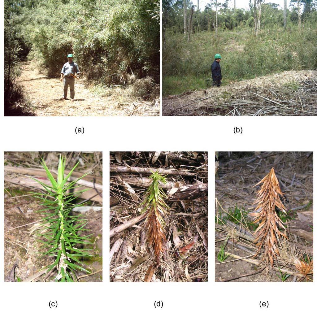 Controle de taquaras como alternativa para a recuperação da Floresta com Araucária 4 7 Cada unidade experimental foi subdividida mantendose metade com a regeneração natural enquanto a outra foi