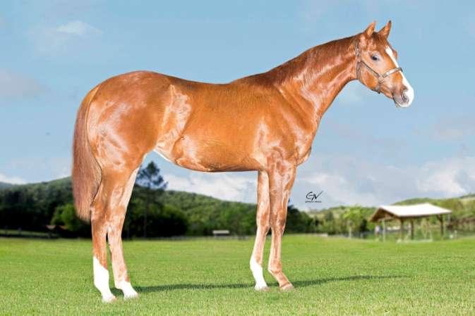 Lote 21 Wrangler Chic Olena Femea Alazao 28/12/2017 Prop: HARAS NOVO TETO Smartest Chic Olena X Sleeping Wrangler (STARLIGHTS WRANGLER) SEU PAI SMARTEST CHIC OLENA, IMPORTADO, GANHADOR DE US$129.