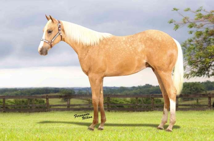 Lote 27 French Yell Macho Baio Amarilho 19/08/2017 Prop: HARAS CALUAR French Victory Imp X Yell Cat Girl Sz (One Cat Time) SEU PAI POSSUI UM DOS PEDIGREES MAIS COMPLETOS EM SE TRATANDO DOS 3 TAMBORES.