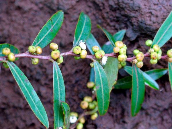 índice de valor de importância (VI%), quais sejam: Ficus eximia, Tabernaemontana catharinensis, Endichleria paniculata, Casearia sylvestris, Guarea macrophylla,