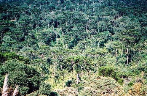 3 Alto da Serra da Boa Esperança, o rio Iguaçu à