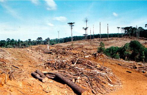 Plantio de aveia nas proximidades do rio Monteiro 2.