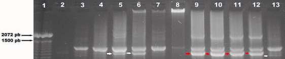 Figura 1: Fragmentos de DNA de Hypostomus amplificados com a técnica rdna 5S. (1) Marcador de peso molecular Ladder 100 pb.(2) Controle negativo da reação. (3 e 4) Hypostomus ancistoides.