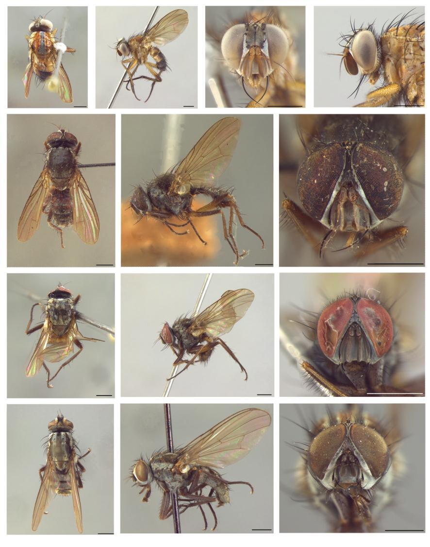 70 71 72 73 74 75 76 77 78 79 80 81 82 Figs 70-82. 70-73, Emmesomyia (Taeniomyia) sobria. 70, vista dorsal; 71, vista lateral; 72, cabeça, vista frontal; 73, cabeça, vista lateral. 74-76, E.