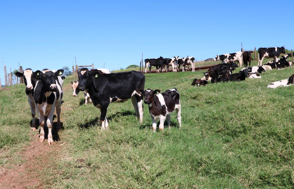 em parceria com meus irmãos, que no total somam 50 hectares, explicou o cooperado que continuou, na parte de gado leiteiro temos 200 animais no plantel, sendo 83 em lactação com a média de 23 litros