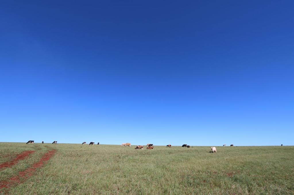 Leite - São Pedro do Iguaçu-PR A gestão familiar na atividade leiteira O cooperado tem uma estrutura bem planejada com animais saudáveis e com alta produtividade de leite usando Prima Raça 22%