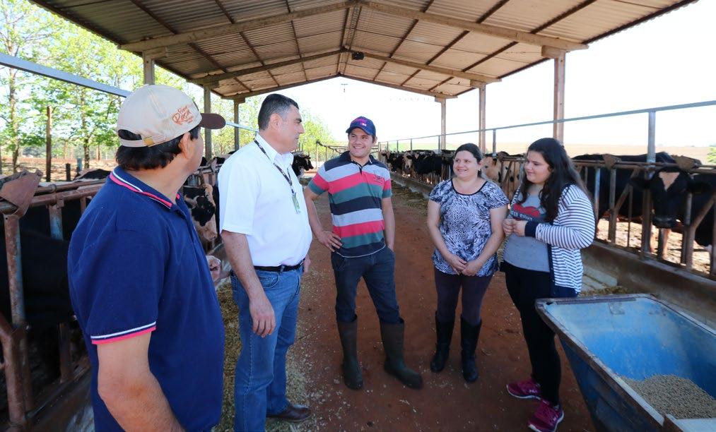 Leite - Vera Cruz do Oeste-PR A otimização que traz excelentes resultados O cooperado faz três ordenhas por dia e tem uma grande produção de leite com seu plantel em lactação Pequenas propriedades