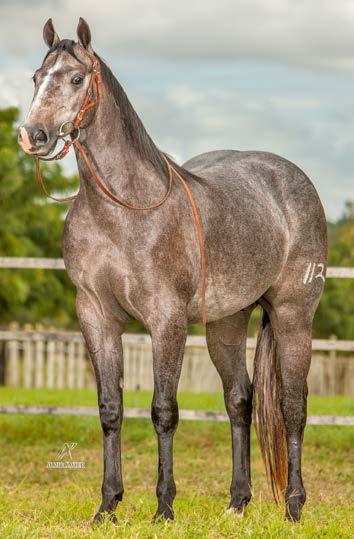 20 ROXO JAYBEE R2I QM MACHO TORDILHO 12/05/16 Vendedor: RANCHO 2 IRMÃOS SMART JAYBEE OLENA MISS LEE DOC MR JAY BEE DEE SMART CAT OLENA SILVER WILD SLN (ROXÃO) MSL GALE DOC SON OFA DOC MISS J B REED