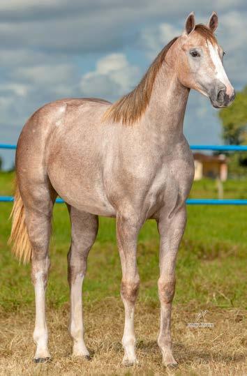 38 OLINDA APOLLO HLC QM FÊMEA TORDILHO 02/07/17 Vendedor: HARAS LC RECIFE APOLLO MRL MAYSA DOC PAR RLH APOLLO VM MISS DYNAGO EASY ETERNALY EASE PFF DOC PAR BINGO AP JET TORO FOR TEARS ONLY MR EASY GO