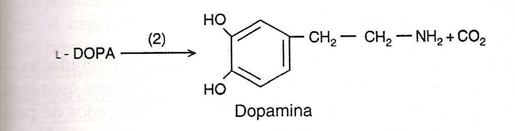NEUROTRANSMISSORES - SÍNTESE TIROSINA