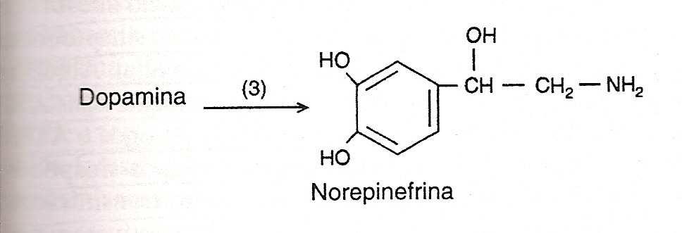 NEUROTRANSMISSORES - SÍNTESE
