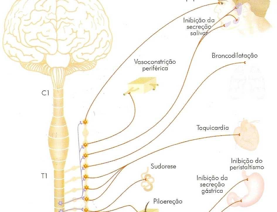 GÂNGLIOS SIMPÁTICOS