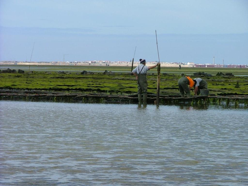 dos Viveiros Formosa