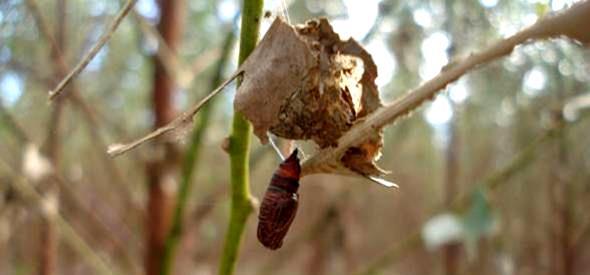 Pupa Lagarta-de-cor-parda do