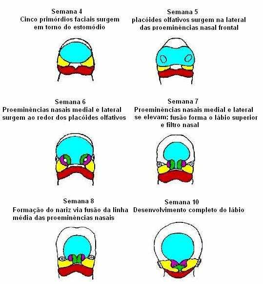 20 manifestação clínica da alteração embriológica, as FL/P podem ser categorizadas em 3 grupos distintos, representados pelas FLP, FL e FP (Langman, 1982).