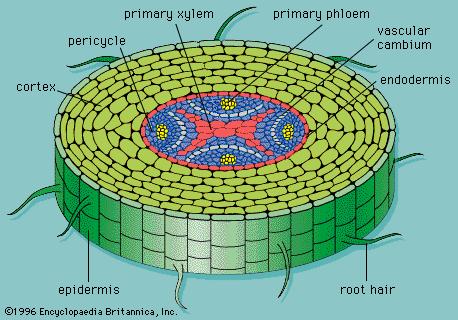 Estrutura primária da raiz: sistema vascular periciclo xilema