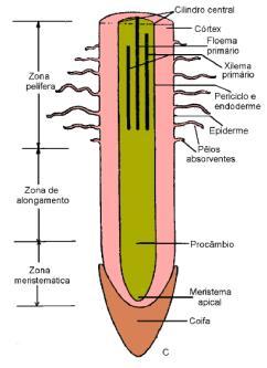 Partes da raíz primária Coifa: Região protetora do ápice meristemático radicular.