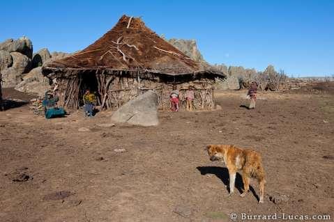 Cão doméstico com uma familia do Vale Web, Etiópia Lobos do