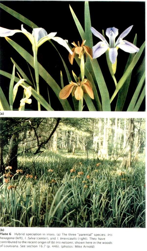 Iris hexagona Iris brevicaulis b)