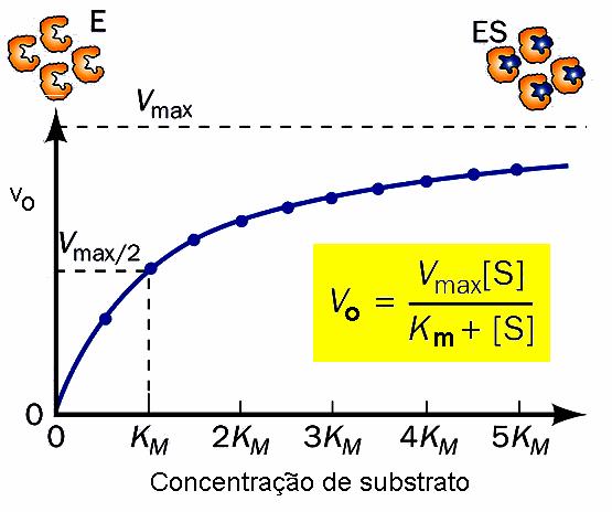 concentração de é saturante (3) da afinidade entre a enzima e o seu. 21 22 Se [S] < K m é quase proporcional a [S].