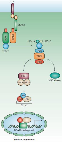 Introdução Transcrição mrna RNA polimerase Fator de