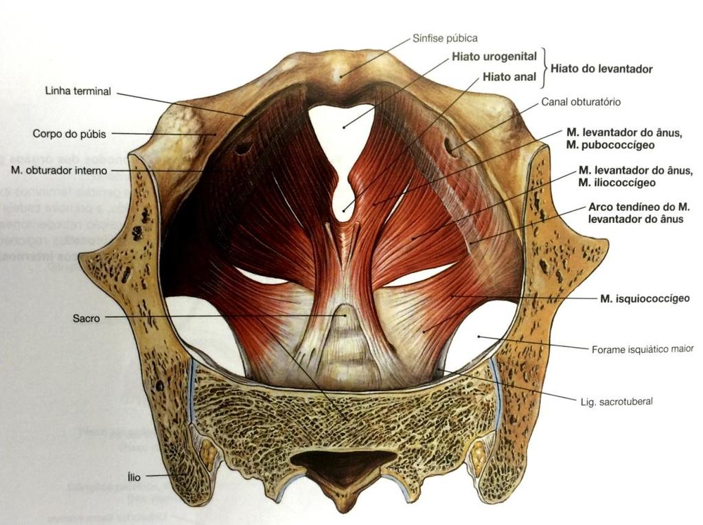 17 Figura 1 Músculos do assoalho pélvico, vista superior. Fonte: SOBOTTA, 2012. 4.1.2 Fisiopatologia A interação dinâmica entre os ossos, as camadas, ação dos músculos, fáscias e ligamentos promovem